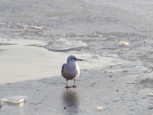 Möwe auf Eisplatte 4