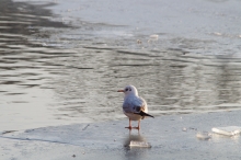 Möwe auf Eisplatte 5