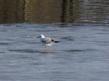 Möwe auf Taueis