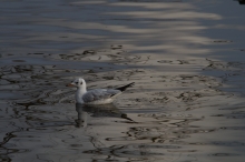 Möwe im dunklen See