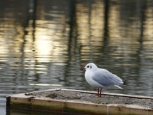 Möwe auf Entensteg (1)