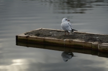 Lachmöwe auf kleinen Steg