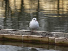 Möwe auf Entensteg (2)