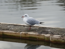 Möwe auf Entensteg (3)