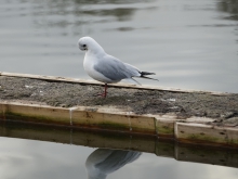 Möwe auf Entensteg (4)