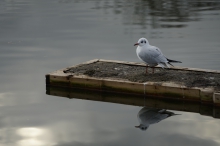 Möwe auf kleinen Steg