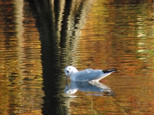 Möwe im Herbst