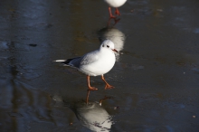 Vögel