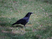 Vögel