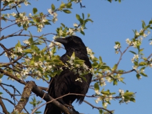 Rabe im Frühling