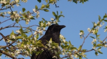 Unschuldiger Rabenblick im Frühling