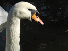 Portrait Schwan