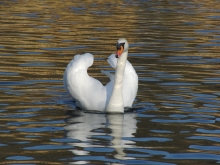 Schöner Schwan