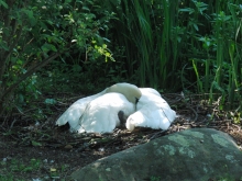 Schwan beim Brüten