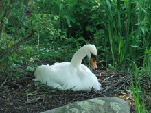 Schwan im Nest