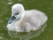 Schwanenküken