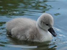 Flauschiges Schwanenküken