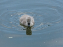 Vögel