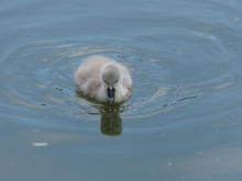 Schwanenküken im See 1