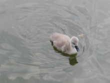 Schwanenküken im See 2