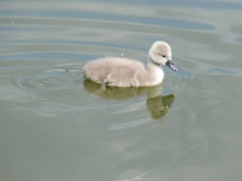 Schwanenküken im See 3