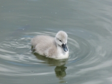 Schwanenküken im See 4