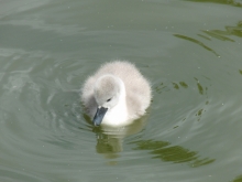 Schwanenküken im See 5