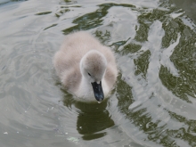 Schwanenküken im See 6