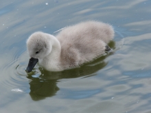 Schwanenküken im See 7