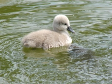 Schwanenküken im See 8