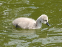 Schwanenküken im See 9