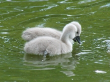 Zwei Schwanenküken 3