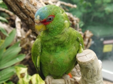 Sonstige Vögel