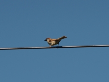 Spatz auf der Leitung