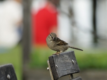 Spatz im Biergarten