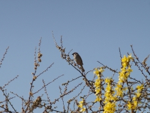 Spatz in Frühlingsbusch 1