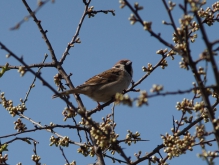 Spatz in Frühlingsbusch 2