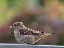 Spatz mit Grashüpfer