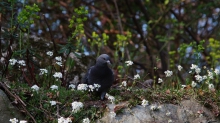 Graue Taube im Frühling