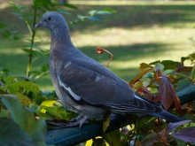 Taube im Park