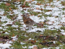 Vögel