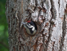 Weitere einheimische Vögel