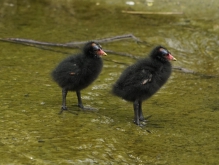 Vögel