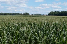 Maisfeld in Bayern
