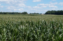 Maisfeld in Bayern