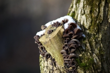 Pilze