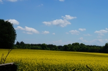 Blick aufs Rapsfeld