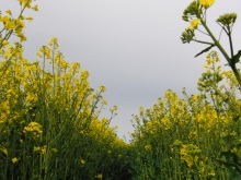 Schlechtwetter im Rapsfeld