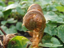 Farnschnecke braun