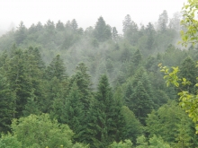 Weitere Waldbilder